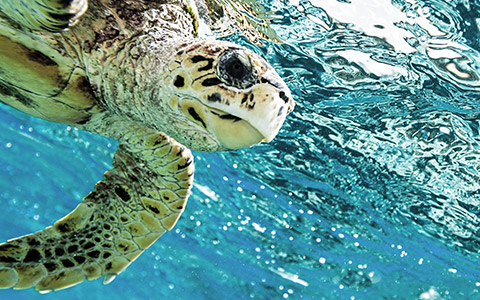 Schildkröte im Meer