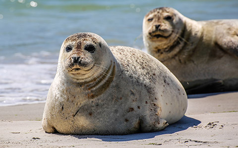 Robben am Strand