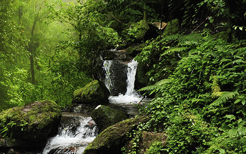 Bach im Wald